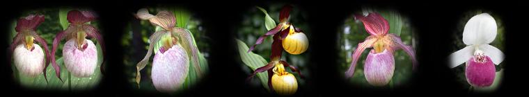 Click to visit our Nursery