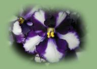 Shop our store for African violets an other Gesnerids