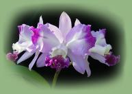 Shop our store for Orchids